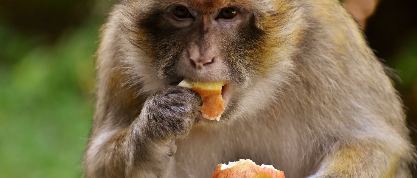 Affe frisst Apfel