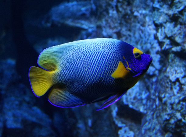 Blauer Fisch im Aquarium