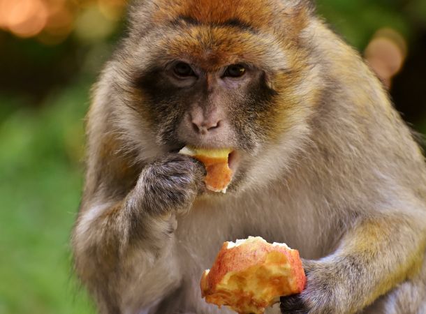 Affe frisst Apfel