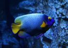 Blauer Fisch im Aquarium