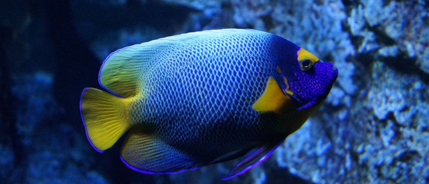 Blauer Fisch im Aquarium