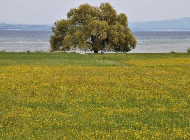 Markanter Baum mit blühender Wiese und See