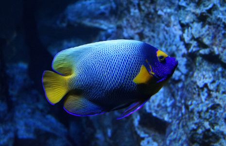 Blauer Fisch im Aquarium