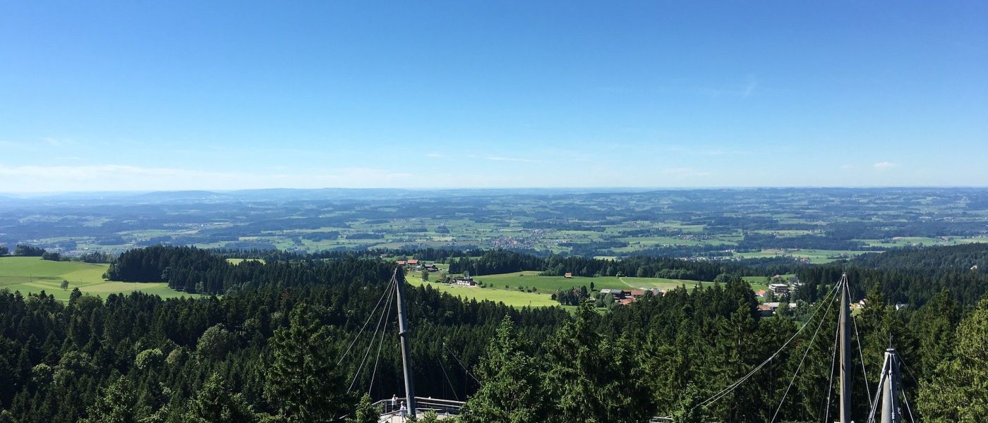 Wald mit einer Brücke auf Wipfelhöhe