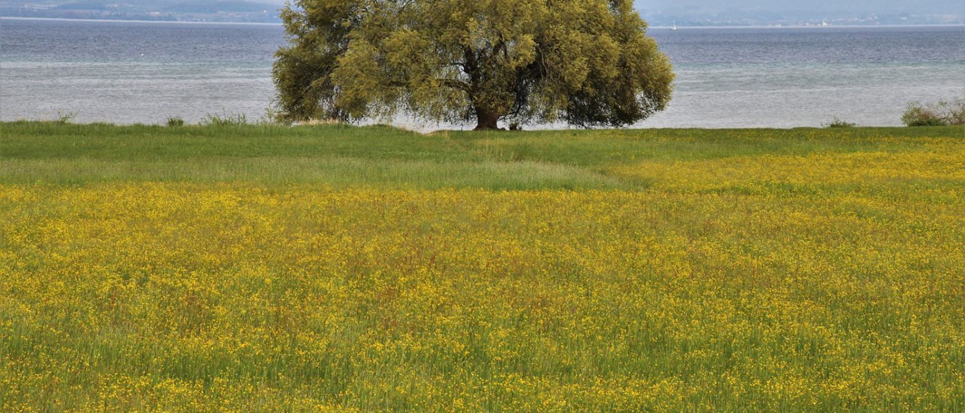 Markanter Baum mit blühender Wiese und See