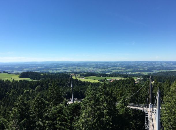 Wald mit einer Brücke auf Wipfelhöhe