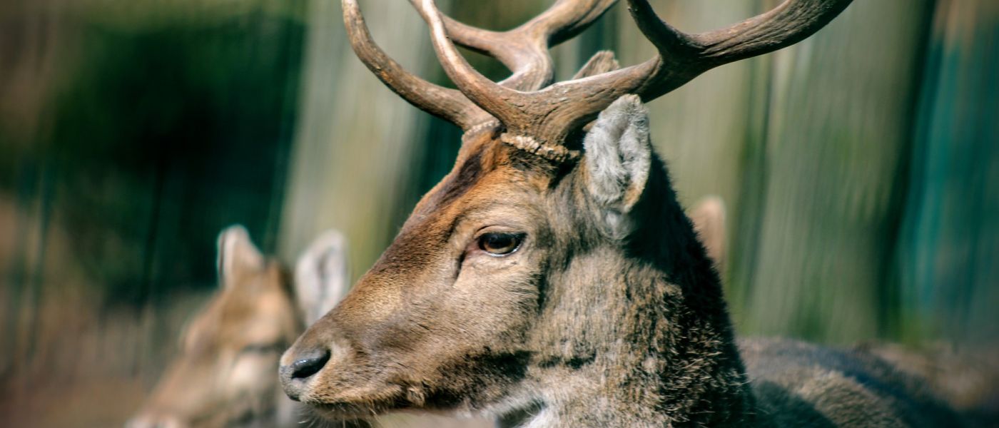 Hirsch mit Geweih