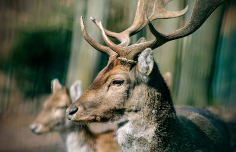 Wild- und Freizeitpark Allensbach am Bodensee